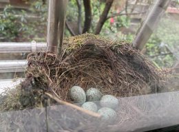 长沙市民家阳台连续5年被同一种鸟筑巢